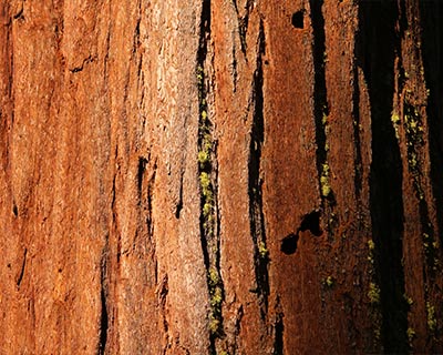 bark giant sequoia