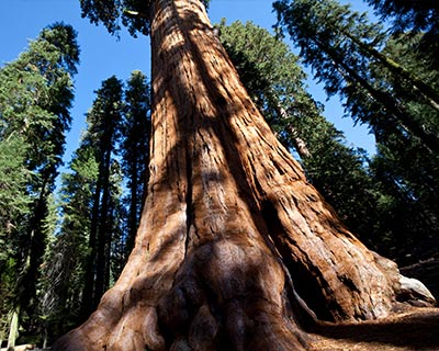 mariposa grove giant sequoia