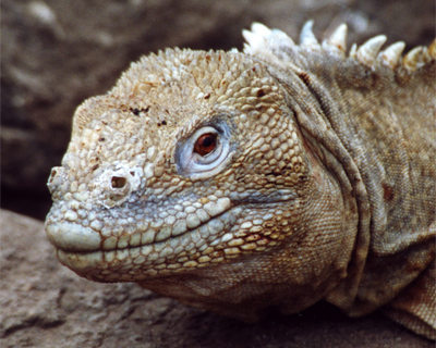 land iguana galapagos islands ecuador