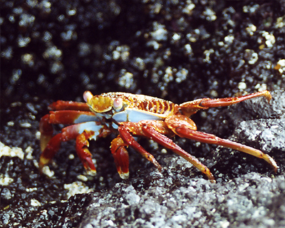 sally lightfoot crab galapagos islands ecuador