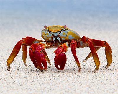 sally lightfoot crab