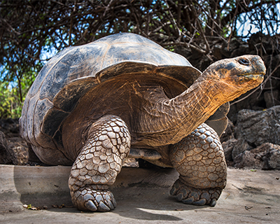 galapagos tortoise