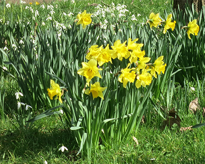 hampton court palace daffodils