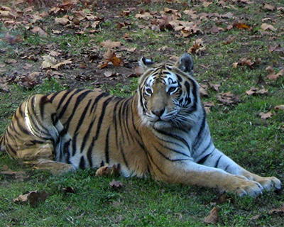 asian tiger disney's animal kingdom