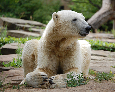 polar bear berlin zoo