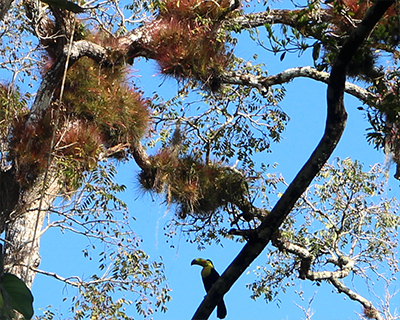 tikal bromeliads toucan