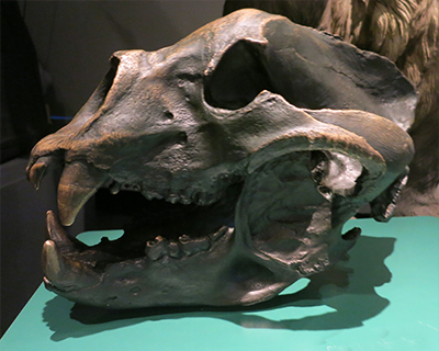 field museum chicago giant ice bear skull