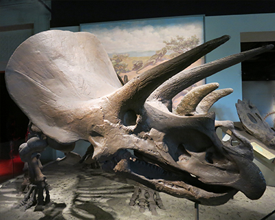 field museum chicago triceratops fossils