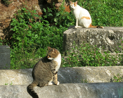 cats in the ruins rome