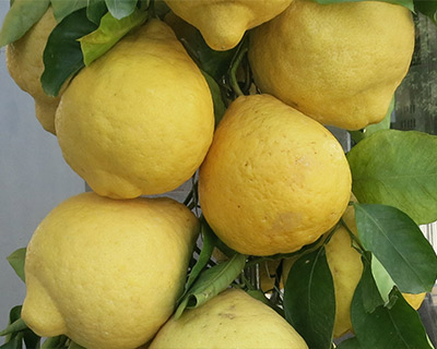 giant lemons sorrento italy