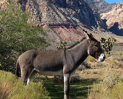 wild burro red rock canyon las vegas