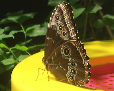 american museum natural history butterfly vivarium