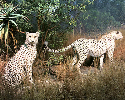 american museum natural history cheetahs