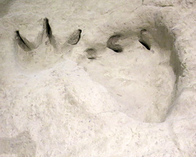 american museum natural history dinosaur tracks