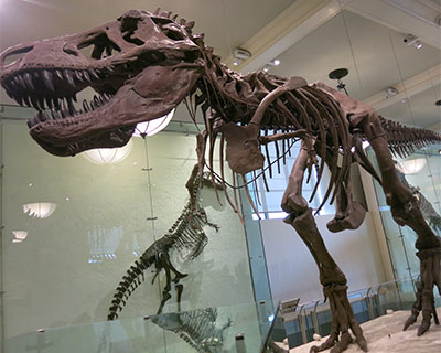 american museum natural history tyrannosaurs rex