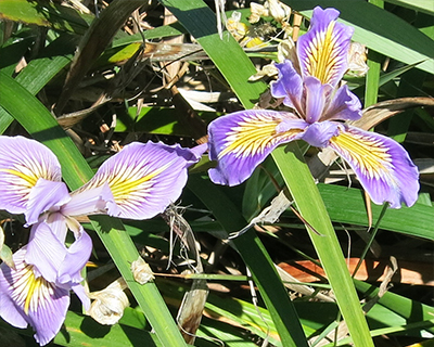 bandon beach iris