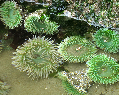 green sea anemones
