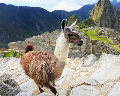 llama machu picchu