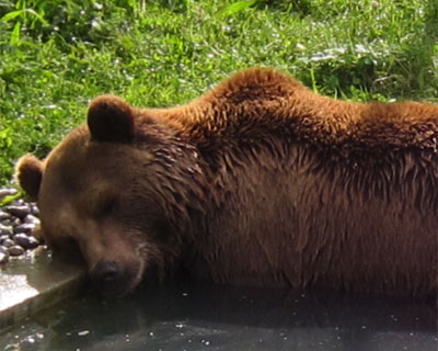 sleeping bear bern