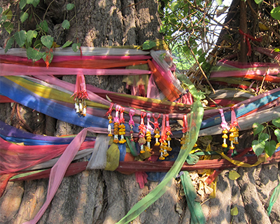  thailand scarves around tree chiang mai thailand