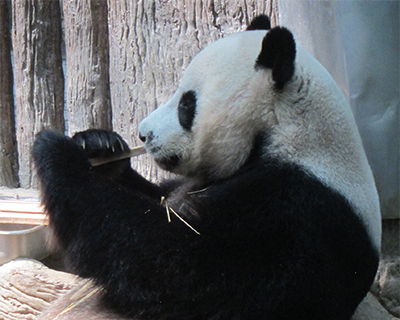panda chiang mai zoo  thailand