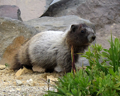 marmot mount rainier national park