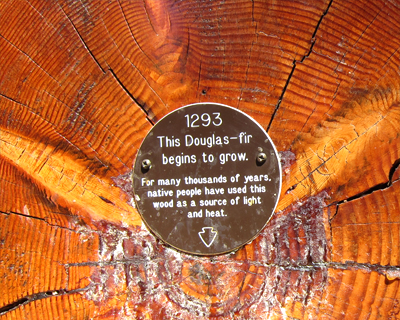 ancient douglas fir mount rainier national park