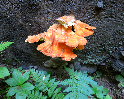 orange fungus heart o forest trail olympic national park