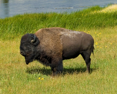 yellowstone bison