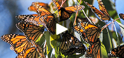 santa cruz monarch butterflies