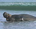 elephant seal point reyes