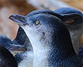 birch aquarium blue penguin