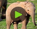 baby elephant play video