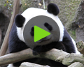 giant panda video San Diego Zoo