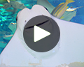 video seaworld san diego bat rays