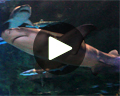 video seaworld san diego sharks