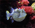 cal academy aquarium tropical fish