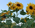 burbank sunflowers