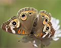 hallberg butterfly gardens