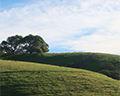 petaluma green hills