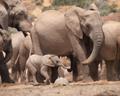 Elephants - Addo National Park