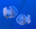 aquarium of the pacific jellies