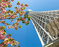 tokyo skytree cherry blossoms