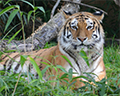 bengal tiger national zoo